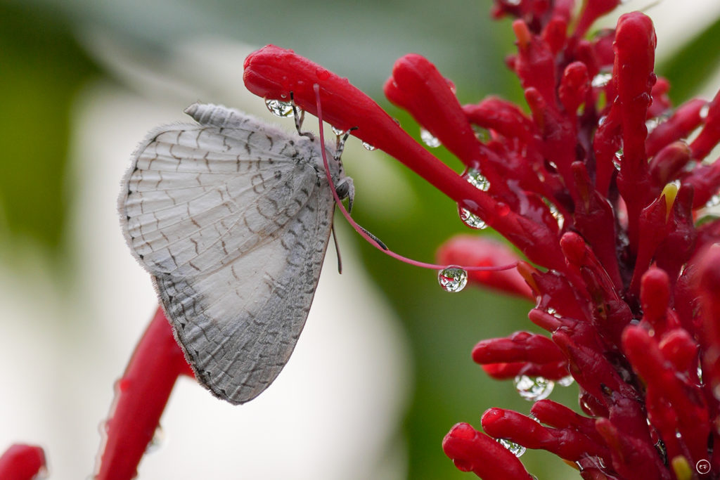 Papillon blanc